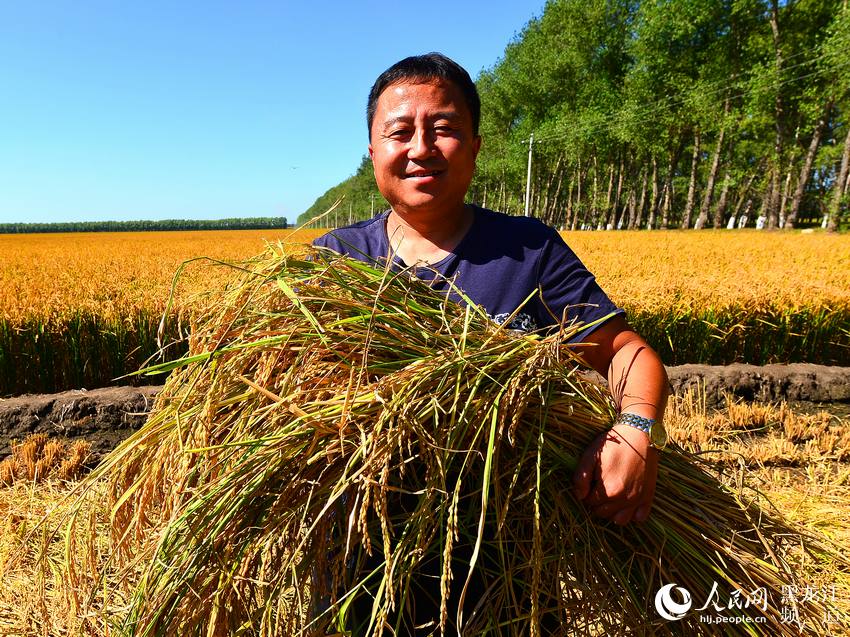 黑龙江垦区水稻收获工作全面告捷 2330万亩水稻再获丰收
