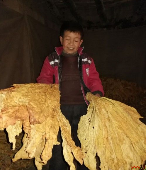 卢氏县又一个身残志坚自强不息脱贫小婑人刘保华 