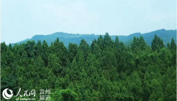 魏发富夫妇：患癌30年 植树20万株