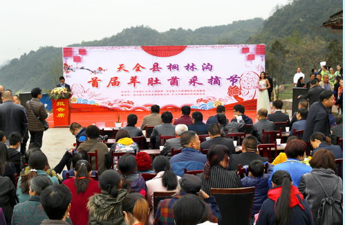 天全县首届羊肚菌采摘节启幕 探索农旅融合发展新模式 