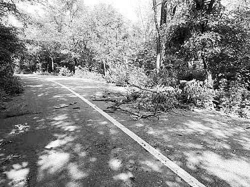 大树挡路引发事故致女子死亡 九年官司终“反转”