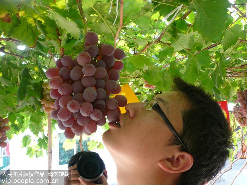 葡萄籽提取物能抗癌和抗氧化？其实都是商家噱头