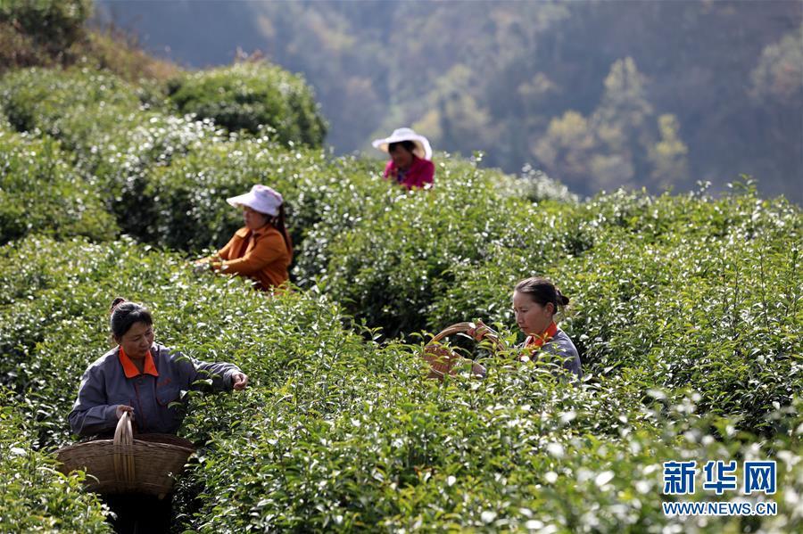 春茶采摘正当时