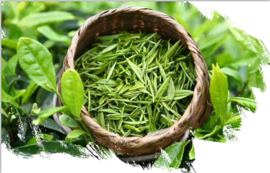茶叶老字号绽放新芽