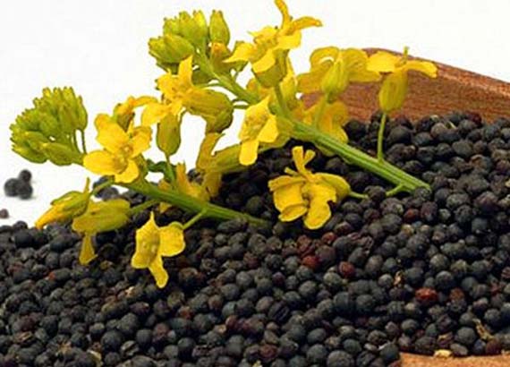 新季菜籽将大量上市 菜籽油价格或先涨后跌