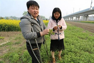 残疾夫妻种艾草“逆袭”成为创业榜样