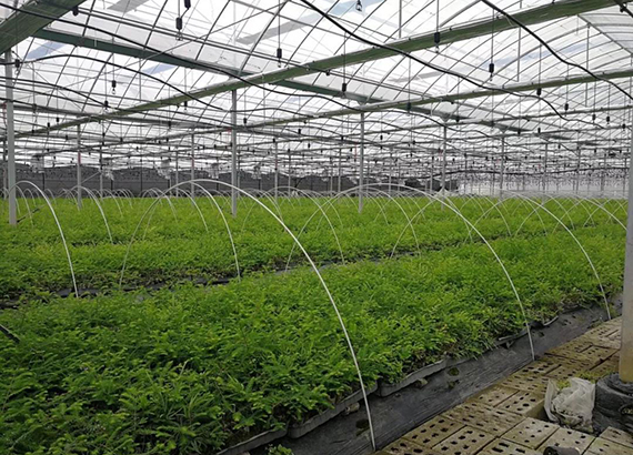 农垦改革成效明显 江苏农垦打造现代农业新样本