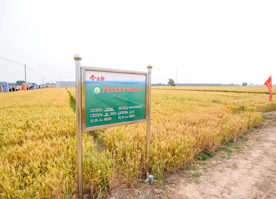 百家合作社联手打造优质强筋麦产区