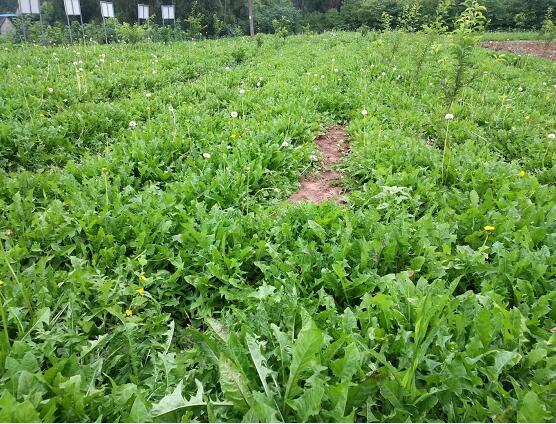 南充市顺庆区青禾中草药种植农民专业合作社