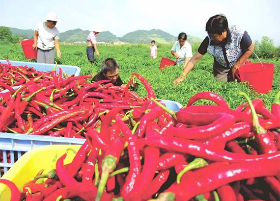 一个品种打造一张名片 特色产业助力乡村振兴