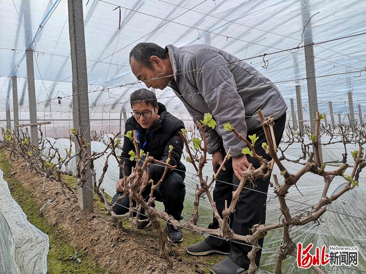 贫困户成了葡萄种植土专家