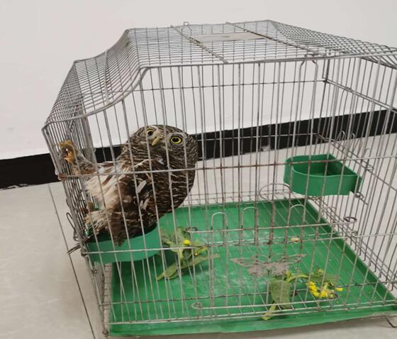 平舆森林公安局救助国家二级保护动物猫头鹰