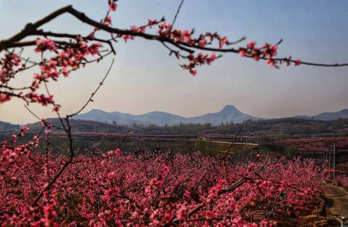 第九届山东沂水泉庄网络桃花节今启幕