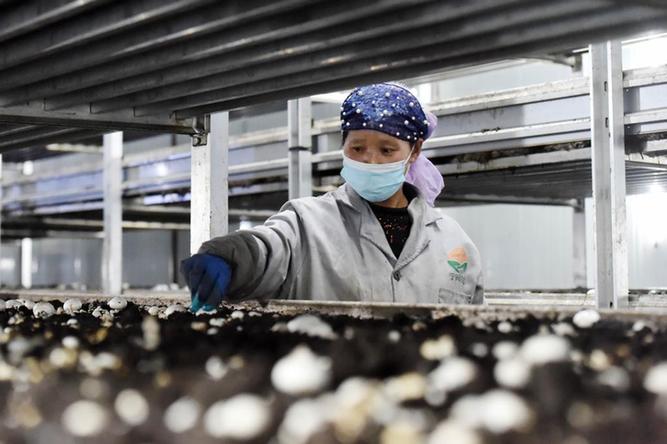 路通天地宽——交通运输行业助力乡村产业发展见闻
