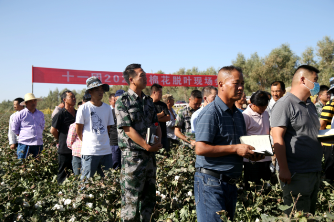 十一团召开棉花提质增效脱叶剂喷施现场会