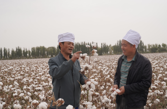 金秋棉花喜丰收|十一团棉农采收忙 