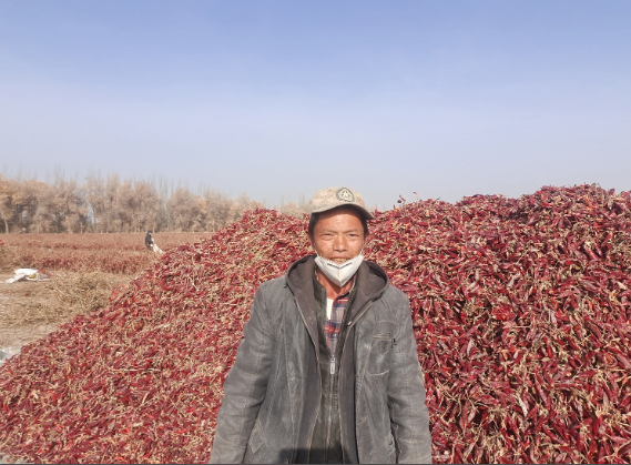 火红的辣椒奏响了乡村振兴的“椒”响乐