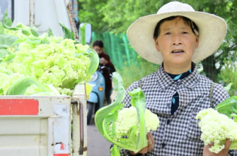 宕昌八力：花菜飘香 致富有路