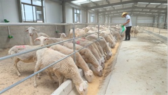“三羊开泰”产业旺乡村振兴畜力强