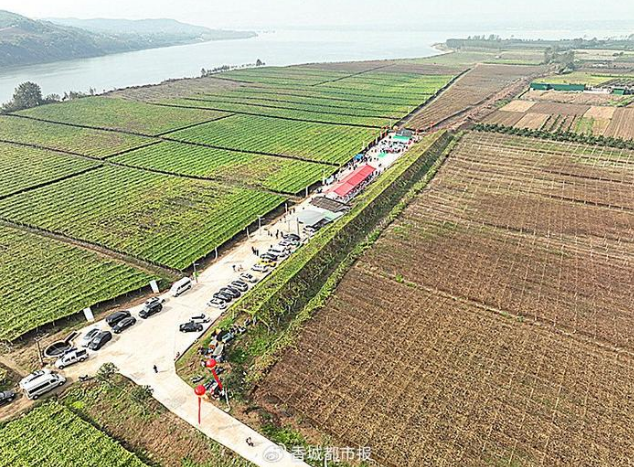 湖北枝江市首届生态瓜蒌节盛大开幕