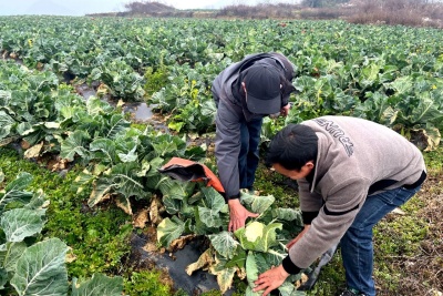 鲁甸乐红：土地流转“转”出增收新希望