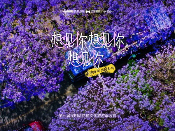 紫色浪漫·想见你——第七届昆明蓝花楹文化旅游季完美落幕